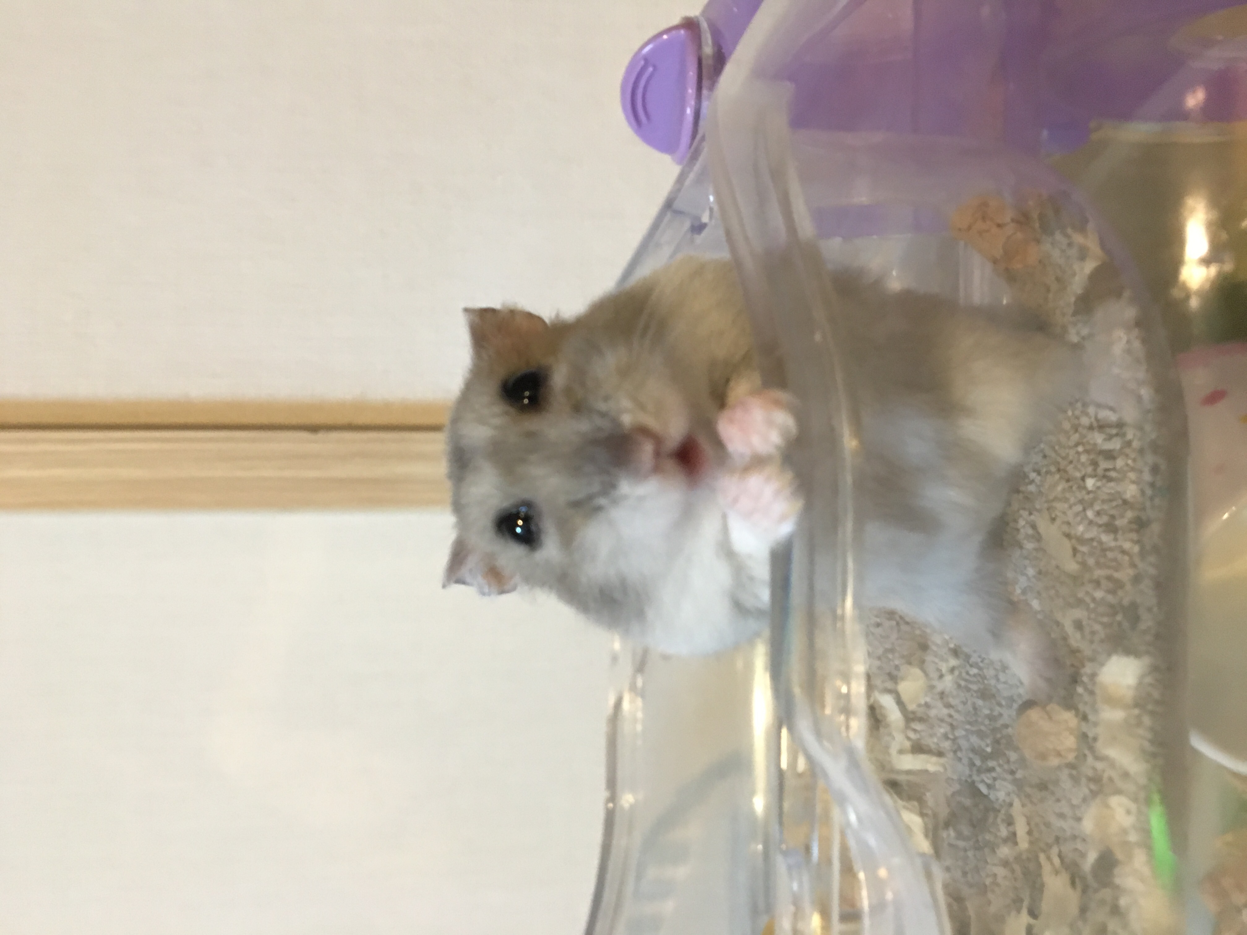 ニオーくんとヤギューくんのデート話①