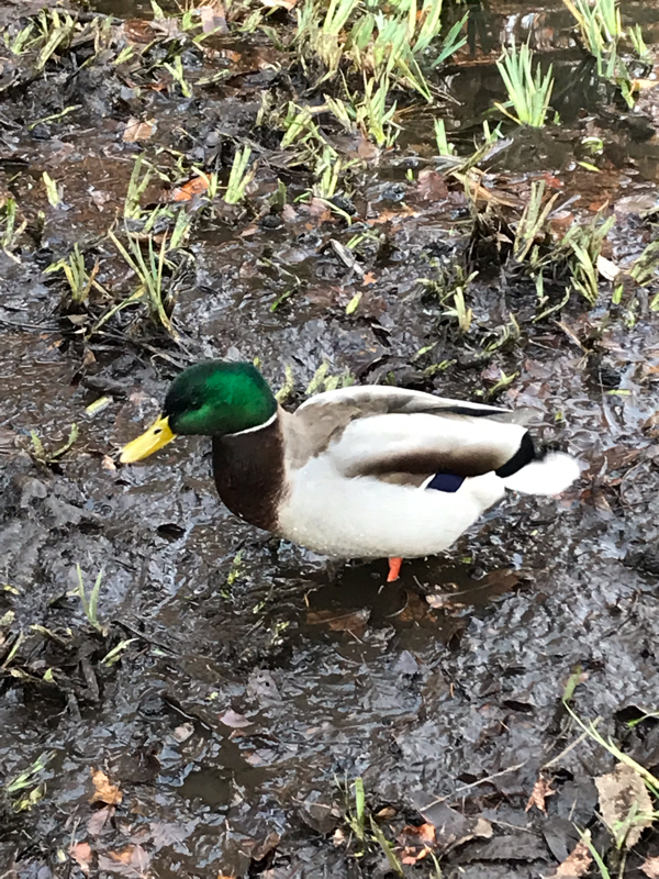 詐欺師ルートの仁王くんに想いを馳せる