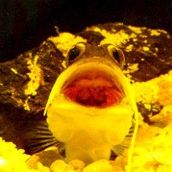 山田一郎………