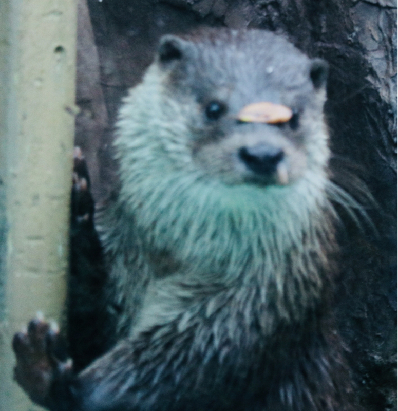 第5回 番外編 ゴカムとカワウソ①