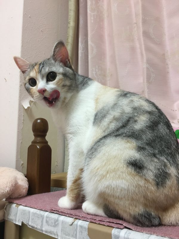 光の闇の腐女子の話