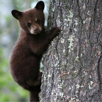 第1回: ダイエットと断食の話