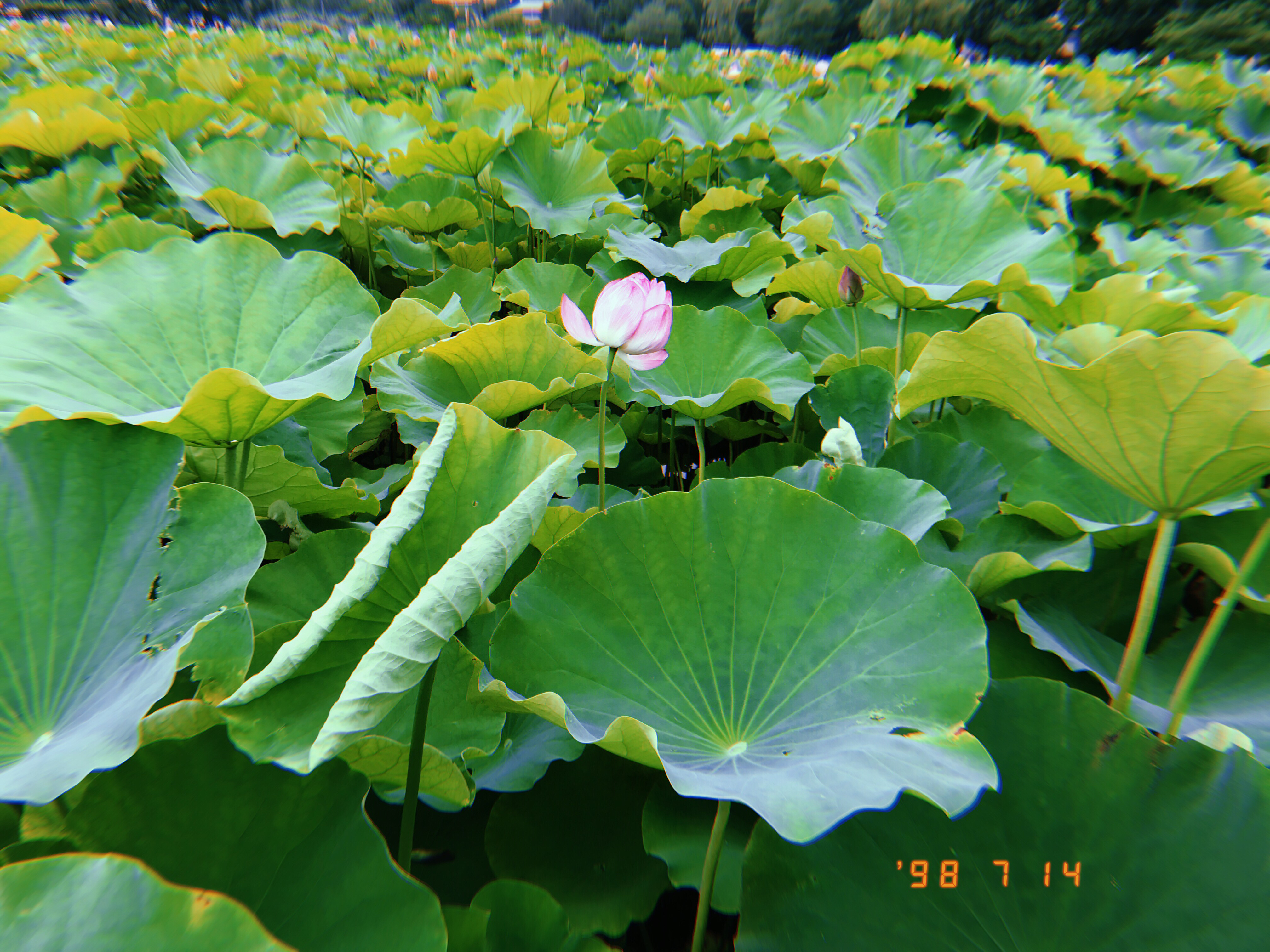 推しの好きなところの話