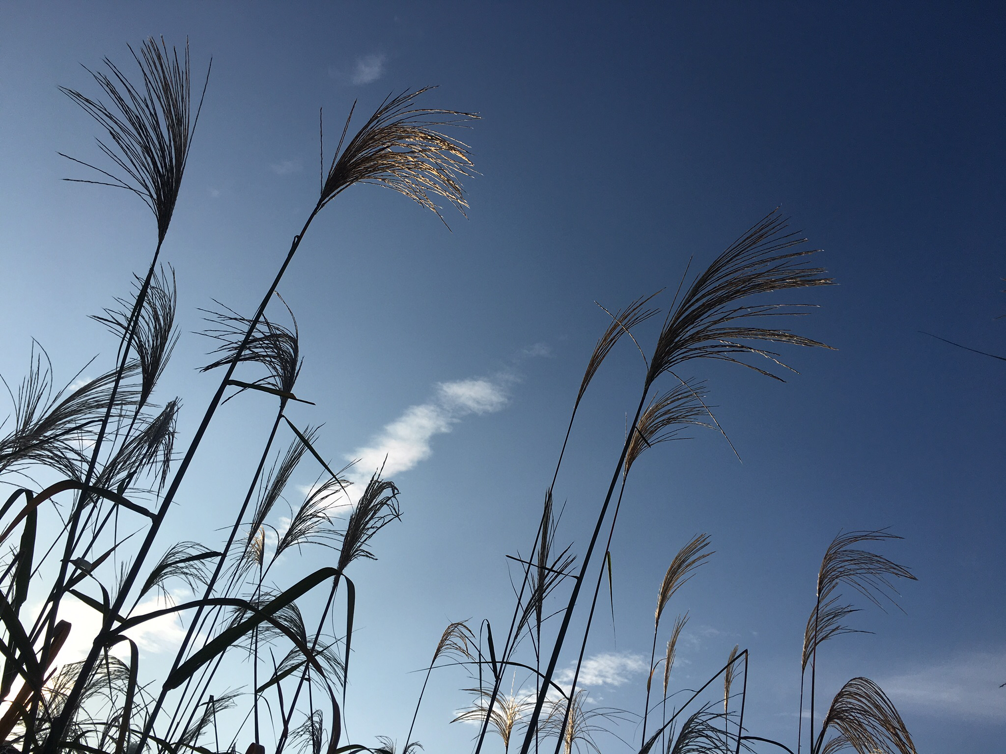 ぼーっとした配信