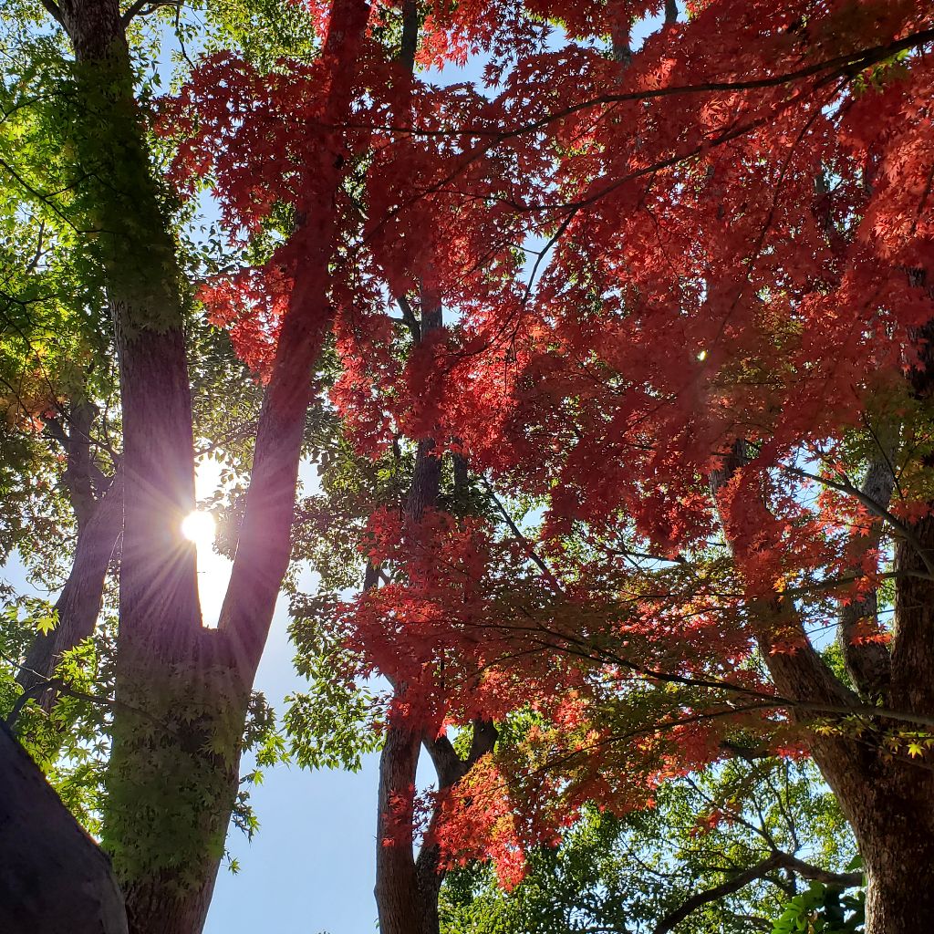 きゅうちゃんねる5　オンラインでの人のつながり