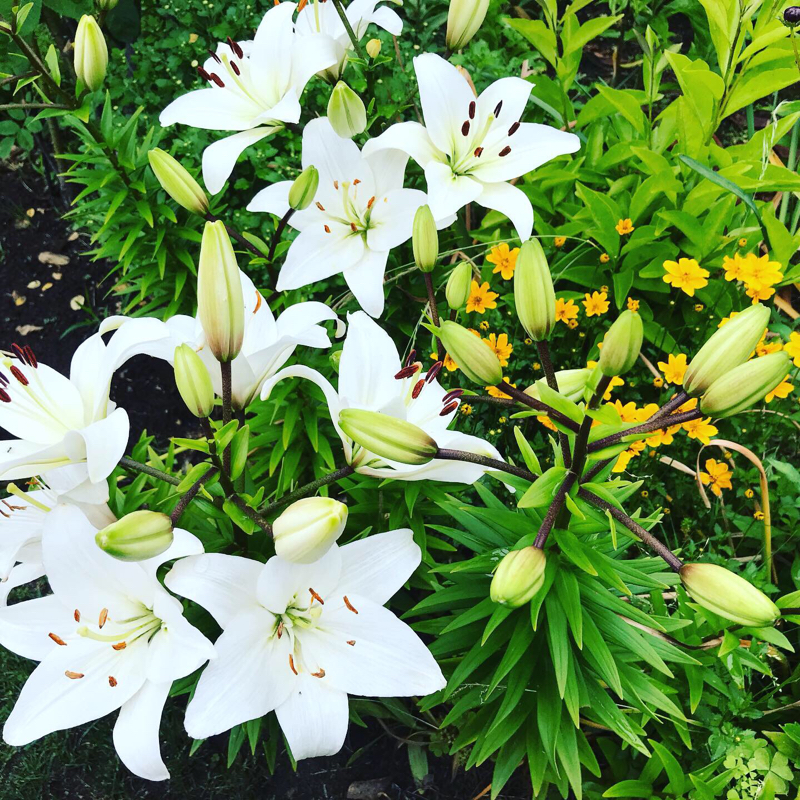 秋葉原でニーナちゃんを見た話