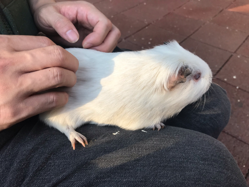 71.井の頭公園行った話と足湯カフェ行った話