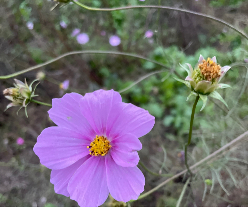 250 弦チェンしてる