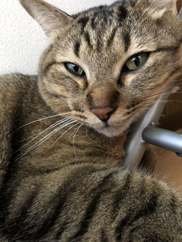 聞かなくていいやつ