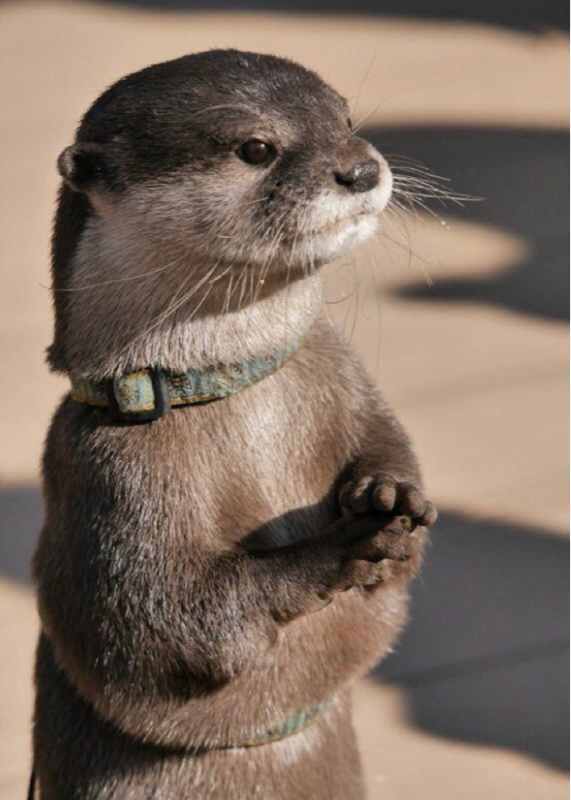 コラボのお礼とコラボの告知してください<(_ _)>〈 ｺﾞﾝ!〕