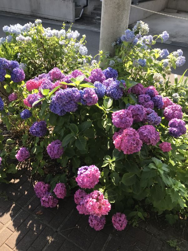 どそあお3バレ姉トーク