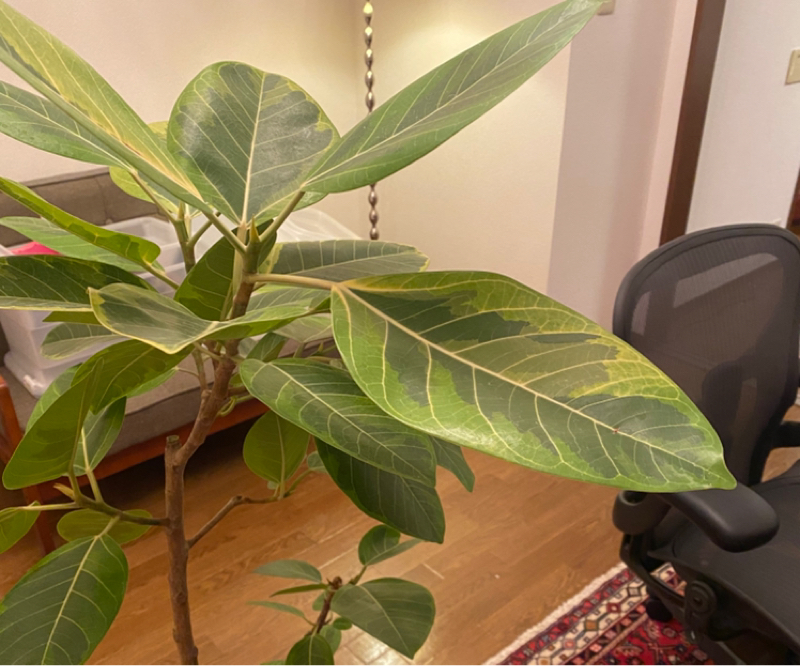 #1730 同居人リアル✨ボタニカル✨