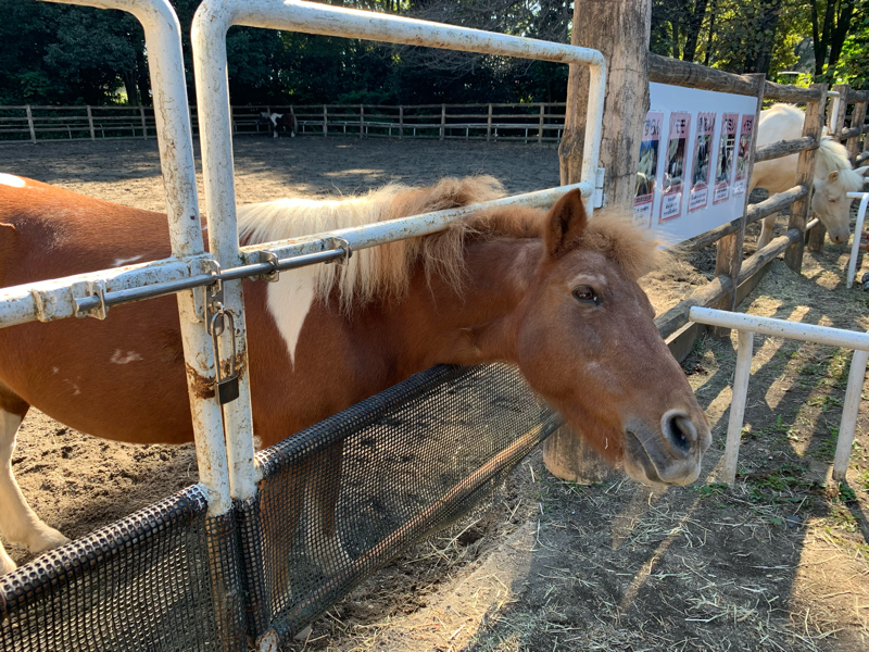 #3 動物っていいよねって話