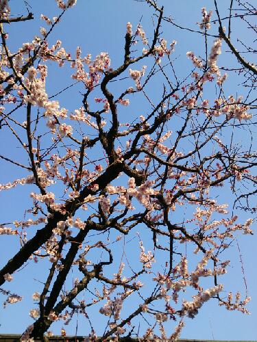 初回『長州男児の恋愛事情～伊藤俊輔編～』