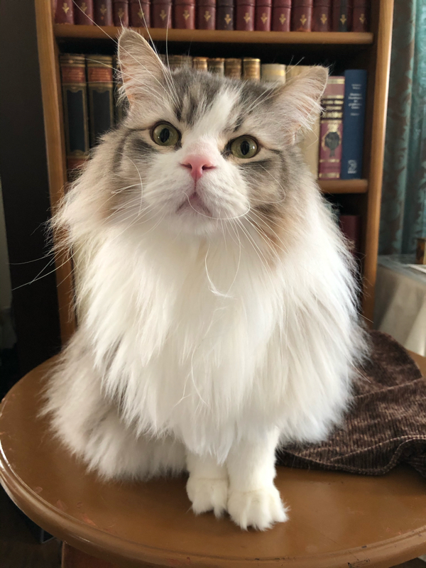 福太郎と学ぶドイツ語