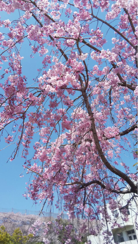 贈る言葉🧑‍🎓海援隊✨🍋🎸ｳｸﾚﾚ