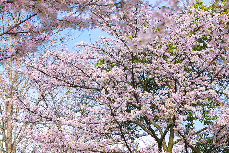 桜の樹の下には　梶井基次郎　〔朗読〕