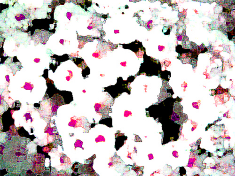 ②シャンプーするいちどぽの話