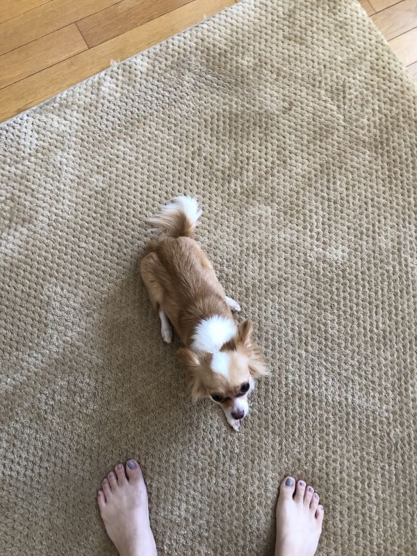 クラッシュバンディクー