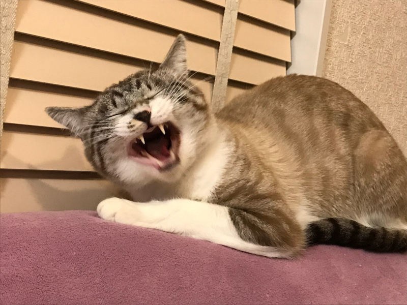 【♯3】◯◯フェチについて