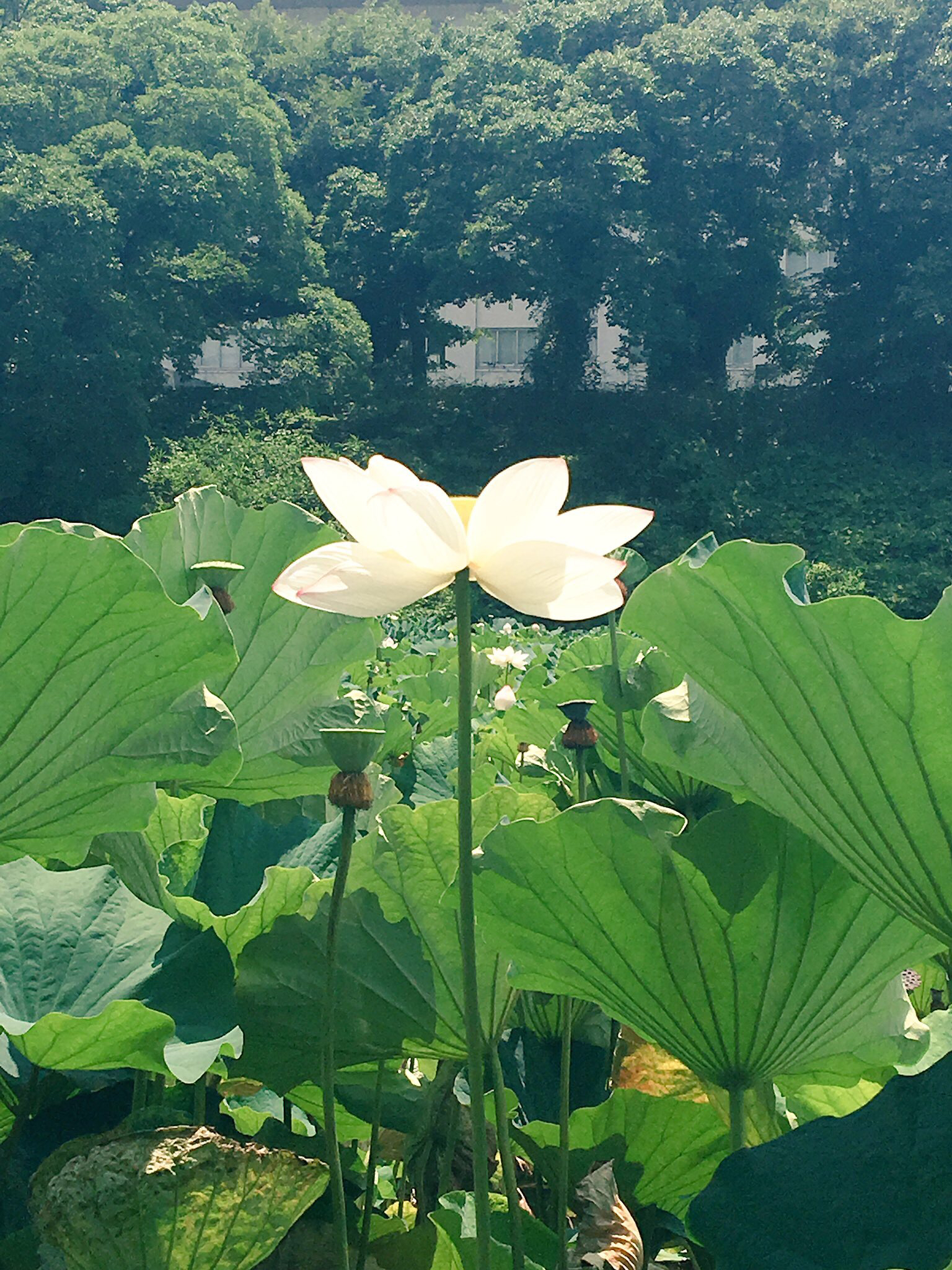 関西弁初心者腐女子が語るにほへし