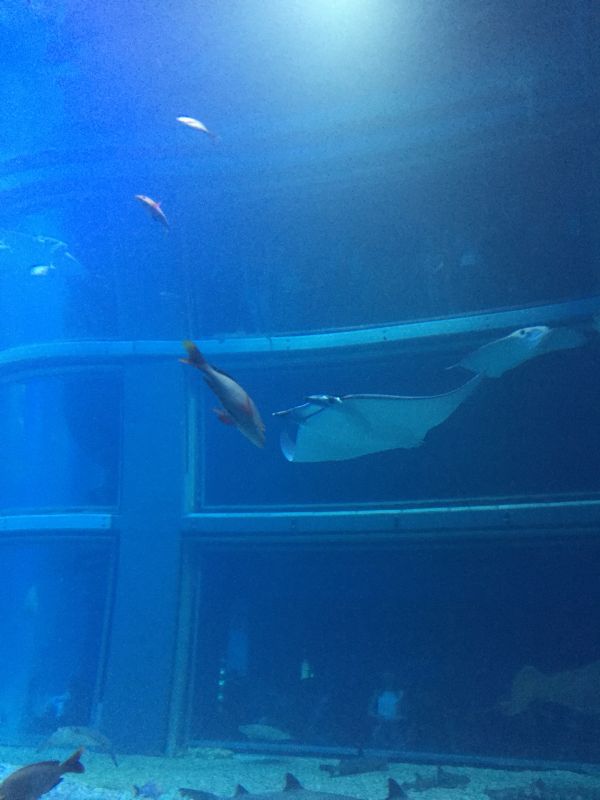 にほへしパロ話 