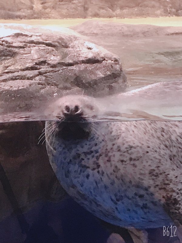 #161 アクアパーク品川に行ったのに感想がそこかい