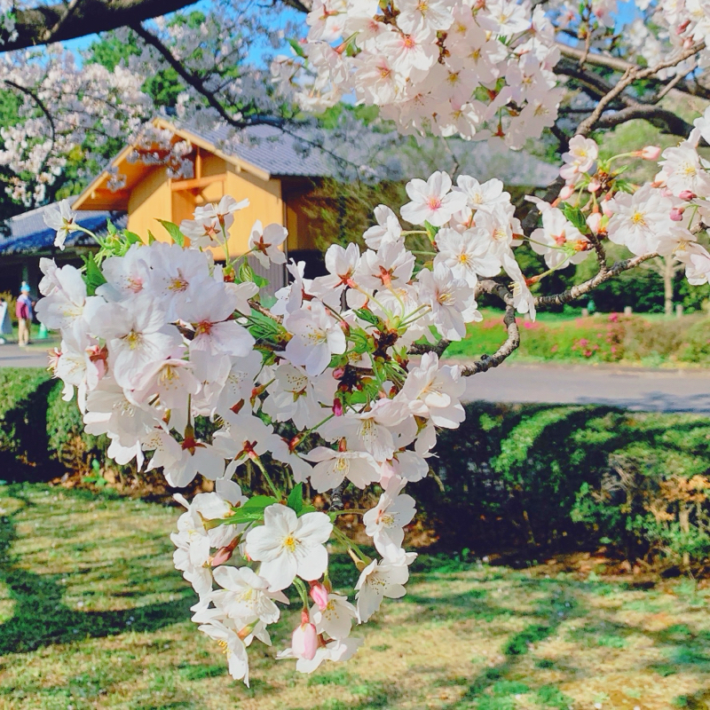 今年の私のお花見は謎解きでした。 from Radiotalk episode artwork