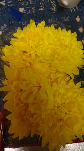 動物概念(リスのマキ)について