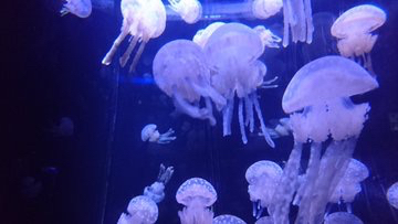 デレステのガチャの話