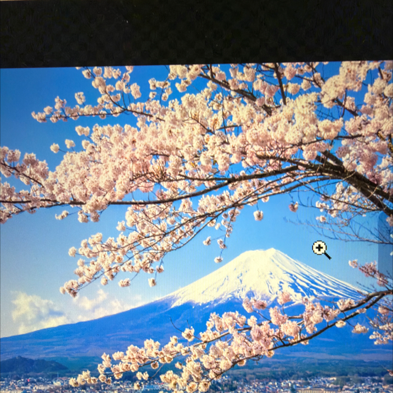 桜🌸を詠んだ短歌あれこれ