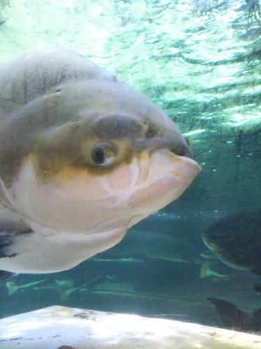 にほんごうとはせべ彫り物ってどの位置？