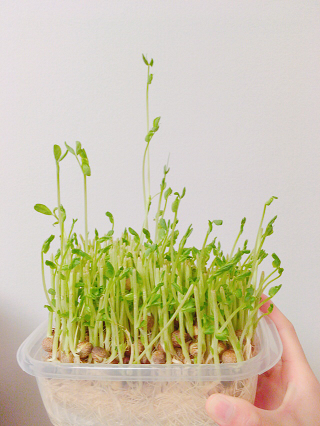 SideM 3rd幕張ダイジェスト実況