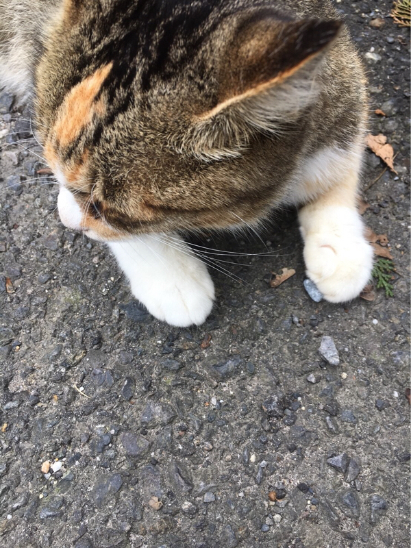 ぱんぴーらじお 2 ④ 褒め褒めたいむ