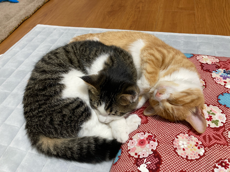 #61 20210513【呑気症の話】