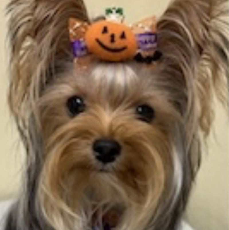 PomPom                    🐱