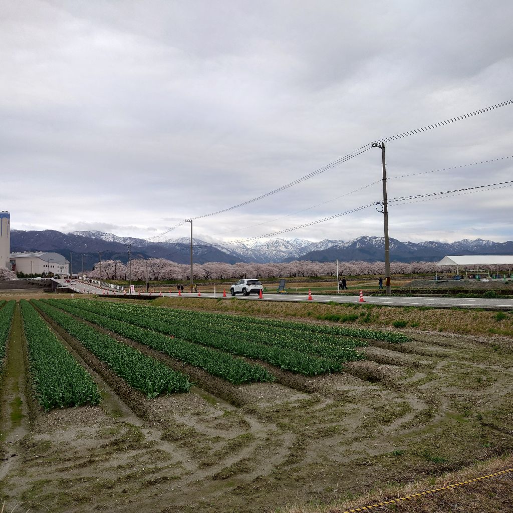 【再開4】春だ、桜だ、満開だ