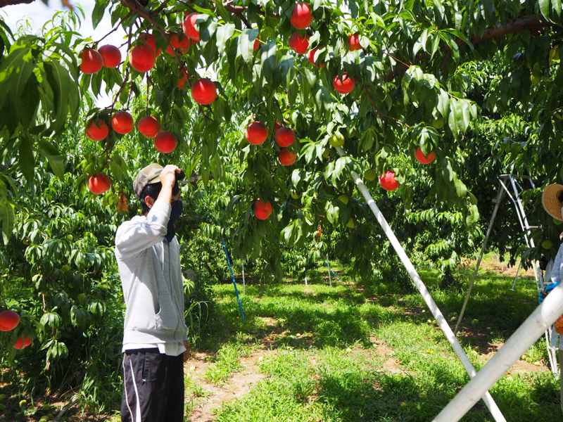 テル　駆け出しSES