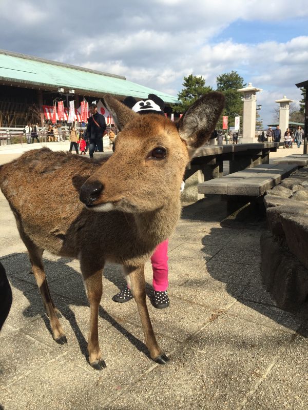 月が綺麗なシカテマ