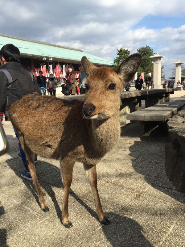 シカテマ妄想  月が綺麗ですね