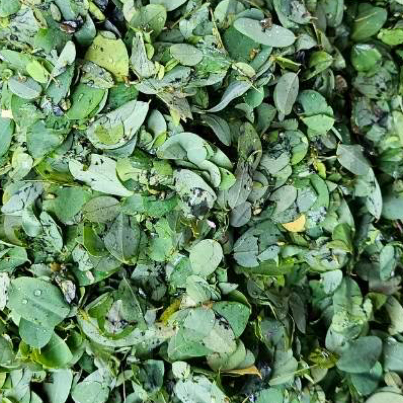 #183 (66/100) 12月どーしよかな