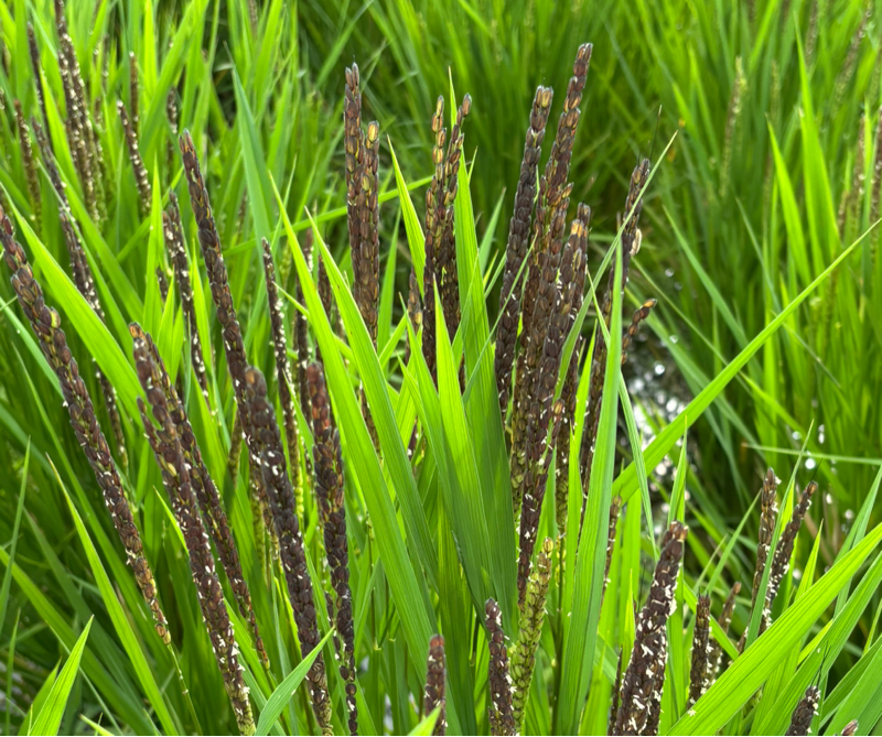 #187 (70/100) 急に身体が変わった？？