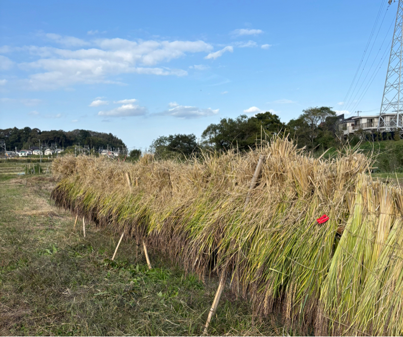 #192 (75/100) 今日の田んぼ作業