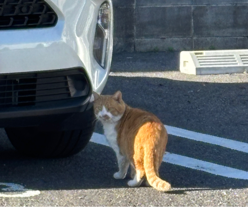 #215 (98/100)身体の動き観察