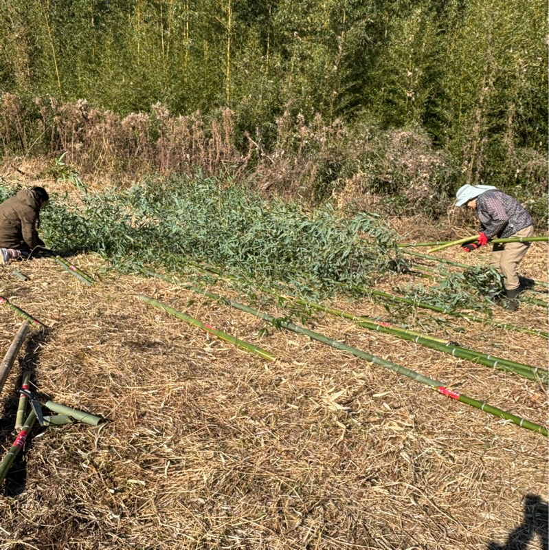 #228 竹切り& 昨日聞いた事と繋がってる事