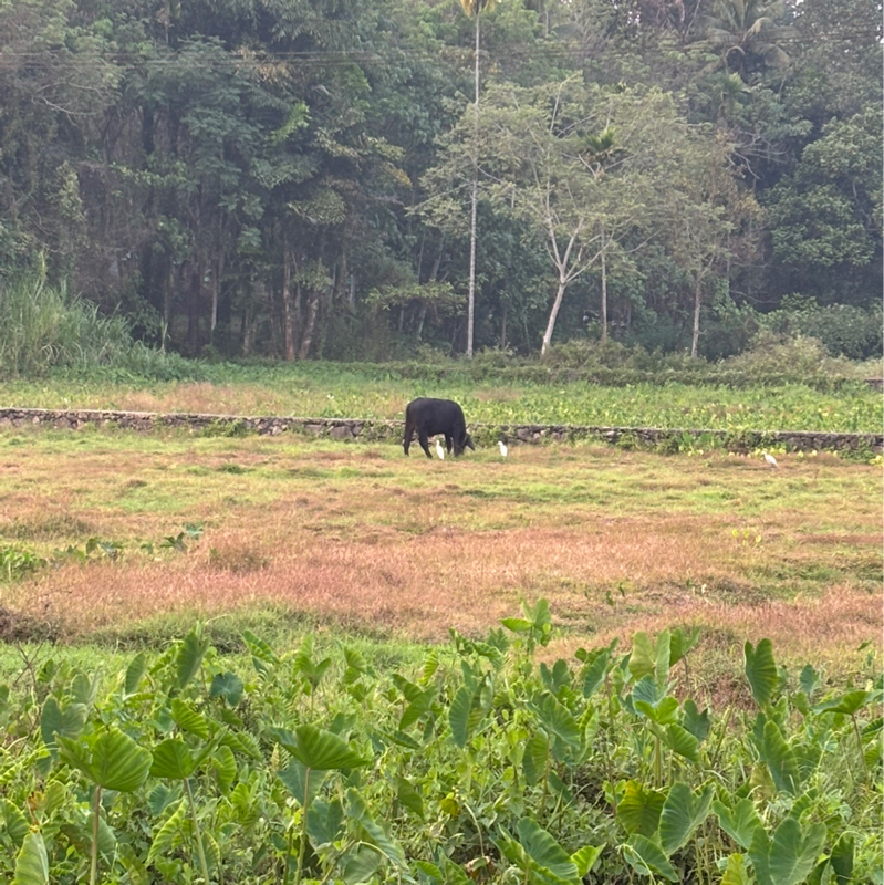 #237 ケララと似たような感じなのにナゼ日本は？
