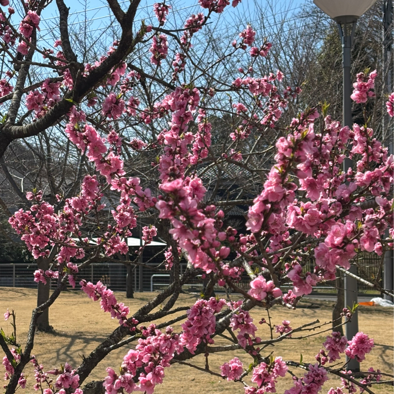 #244 手裏剣飛んできたー