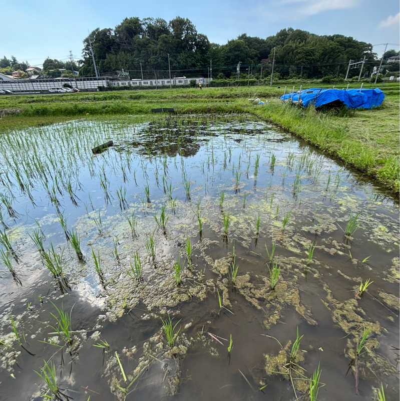 2026年の田植え終わりました