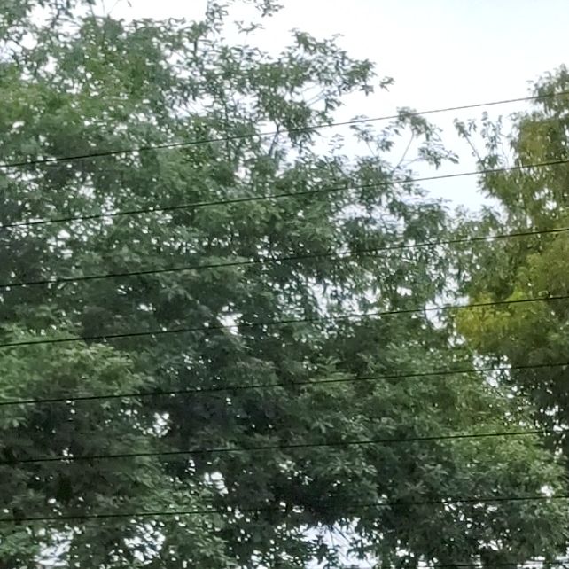 仙人芥川龍之介