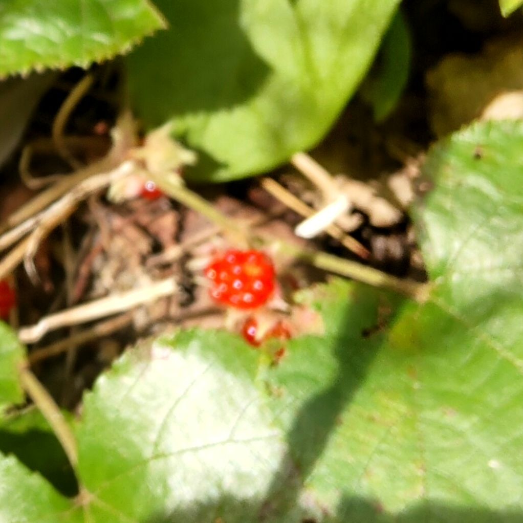 牧野富太郎植物記２ 野の花２道ばたの雑草 ヘビイチゴ